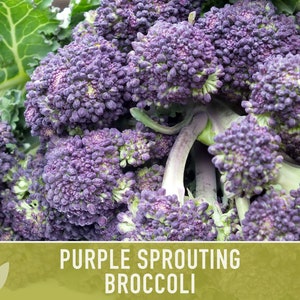 Purple Sprouting Broccoli Seeds Heirloom, Organic, Non-GMO image 5