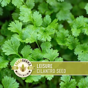 The image is a close-up of a lush, green cilantro plant with a focus on its leaves.