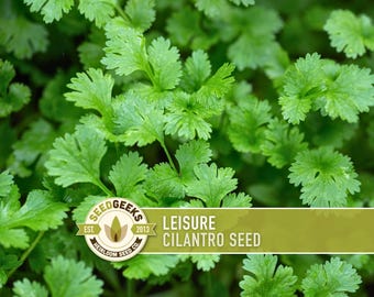 Puede incluir: Primer plano de hojas de cilantro verde vibrante. La imagen presenta el texto "LEISURE CILANTRO SEED" y el logotipo de Seed Geeks. Las hojas son exuberantes y saludables, mostrando la belleza natural de la planta. Ideal para jardines culinarios.