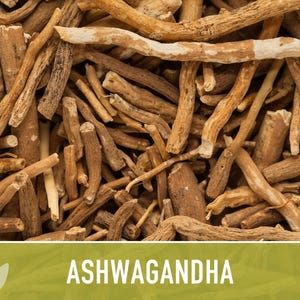 Ashwagandha Herb Seeds | 30+ Seeds, Organic, Heirloom Indian Ginseng, Medicinal, Withania somnifera image 11