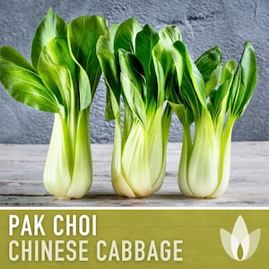 Pak Choi Chinese Cabbage Heirloom Seeds