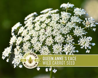 Queen Anne's Lace Seeds - Heirloom Daucus Carota, Pollinator Friendly