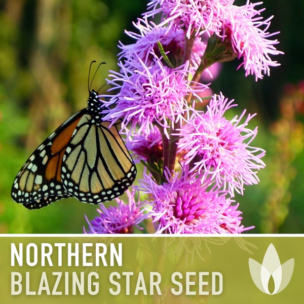 Northern Blazing Star Flower Seeds - Heirloom Seeds, Native Seeds, Wildflower Seeds, Prairie Seeds, Open Pollinated, Non-GMO
