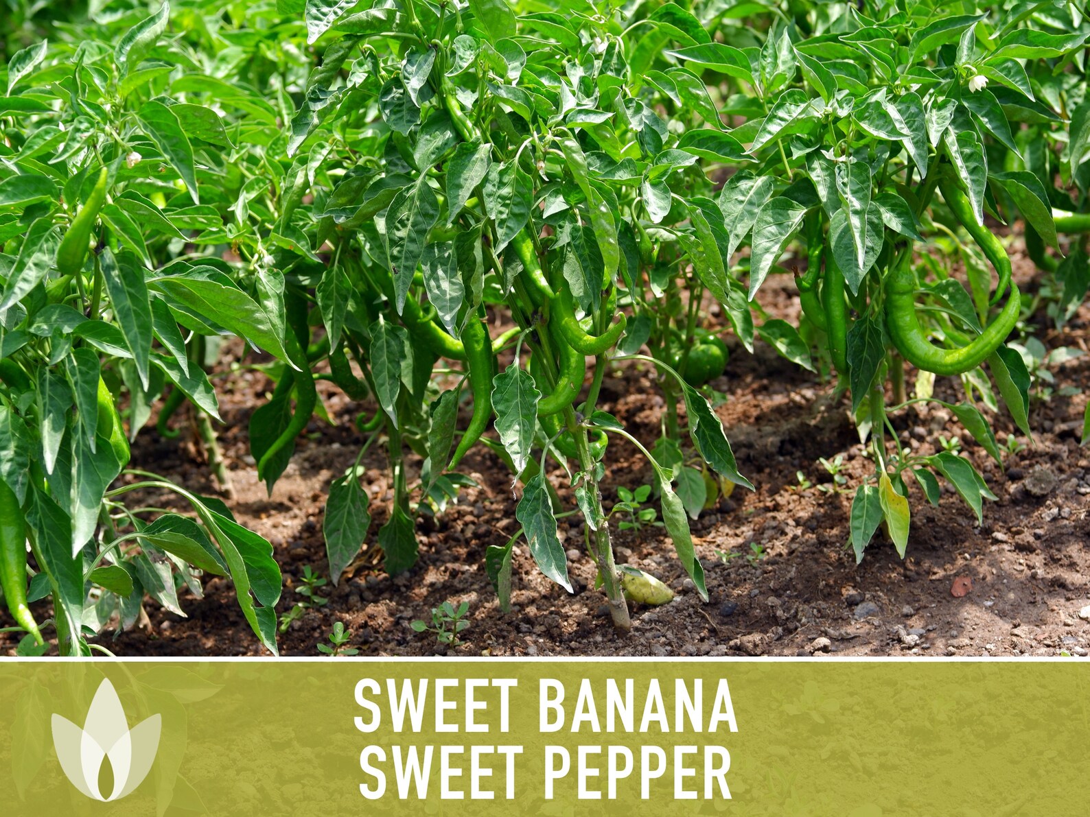 Sweet Banana Pepper Heirloom Seeds Sweet Pepper Pickling Etsy