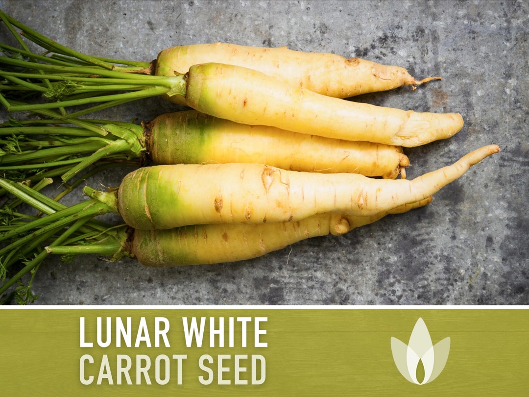 Lunar White Carrot Seeds Heirloom, Colored Carrots, Rainbow Carrot, Antioxidant, Lycopene, Open