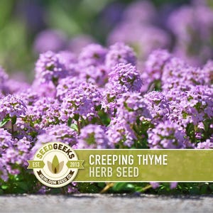 Semillas de tomillo rastrero / Más de 50 semillas, hierba culinaria tradicional, cobertura del suelo, flores aromáticas, Thymus serpyllum imagen 8