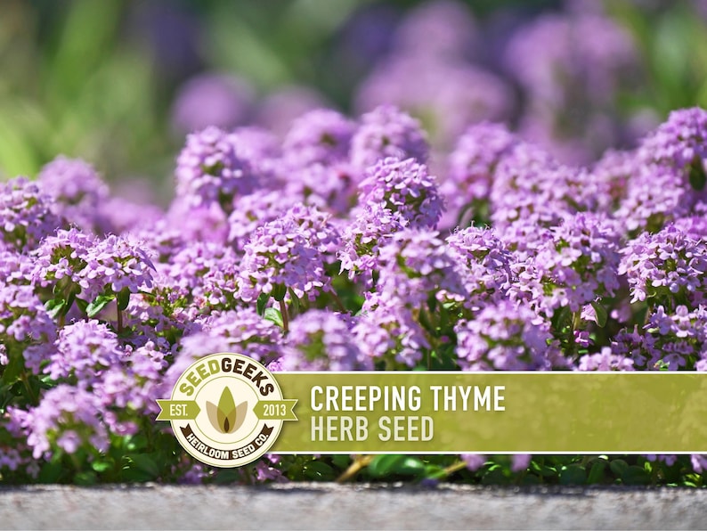 Semillas de tomillo rastrero / Más de 50 semillas, hierba culinaria tradicional, cobertura del suelo, flores aromáticas, Thymus serpyllum imagen 8