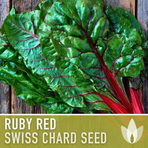 May include: Close-up of a bunch of ruby red Swiss chard leaves with red stems. The leaves are dark green with red veins. The chard is on a rustic wooden background.  RUBY RED SWISS CHARD SEED
