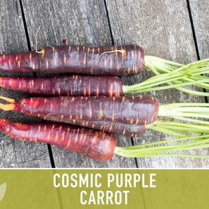 Cosmic Purple Carrot Heirloom Seeds Danvers Carrot, Purple Carrot Seeds, Juicing Carrot, Beta-Carotene, Anthocyanins, Easy to Grow Non-GMO image 3