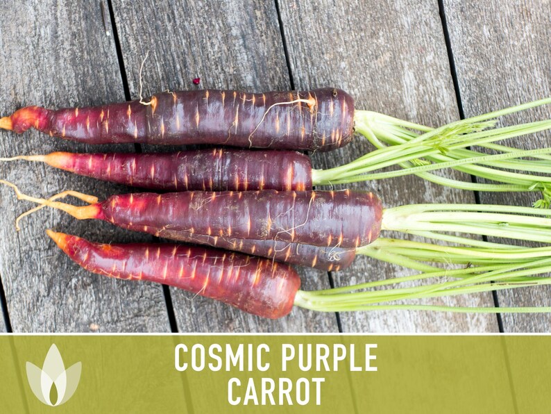 Cosmic Purple Carrot Heirloom Seeds Danvers Carrot, Purple Carrot Seeds, Juicing Carrot, Beta-Carotene, Anthocyanins, Easy to Grow Non-GMO image 3