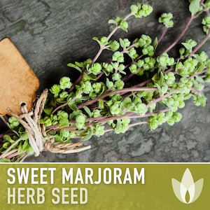 Sweet Marjoram Herb Seeds - Heirloom Seeds, Medicinal Herb, Culinary Herb, Oregano, Mediterranean Herb, Zaatar, Open Pollinated, Non-GMO