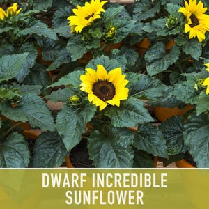 Dwarf Sunflower Seeds | 20+ Seeds, Heirloom Non-GMO, Yellow Blooms, Container Friendly, Helianthus annuus image 7