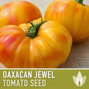 Oaxacan Jewel Tomato Seeds - Heirloom Seeds, Beefsteak Tomato, Mexican Striped Tomato, Open Pollinated, Non-GMO