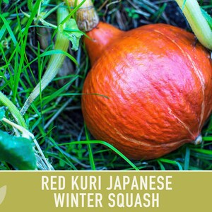 Red Kuri Japanese Winter Squash Heirloom Seeds - Etsy