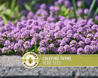Creeping Thyme Seeds | 50+ Seeds, Heirloom Culinary Herb, Ground Cover, Aromatic Blooms, Thymus serpyllum