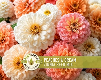 Mezcla de semillas de zinnia color melocotón y crema / Más de 100 semillas, flores color salmón, melocotón y blancas / Zinnia elegans