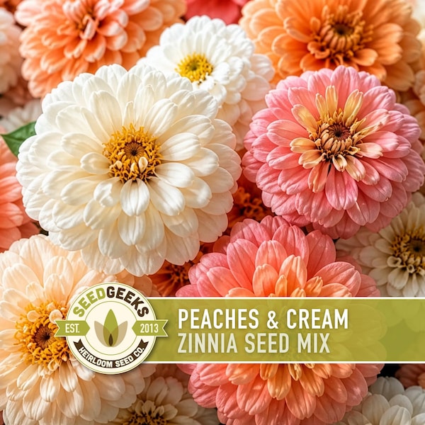 Peaches & Cream Zinnia Seed Mix | 100+ Seeds, Salmon, Peach and White Flowers | Zinnia elegans