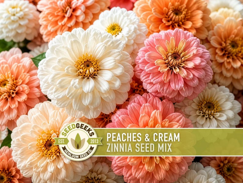 May include: A close-up of a mix of colorful zinnia flowers in shades of white, peach, and orange. The flowers have layered petals and yellow centers. The image includes a logo that says "PEACHES & CREAM ZINNIA SEED MIX".