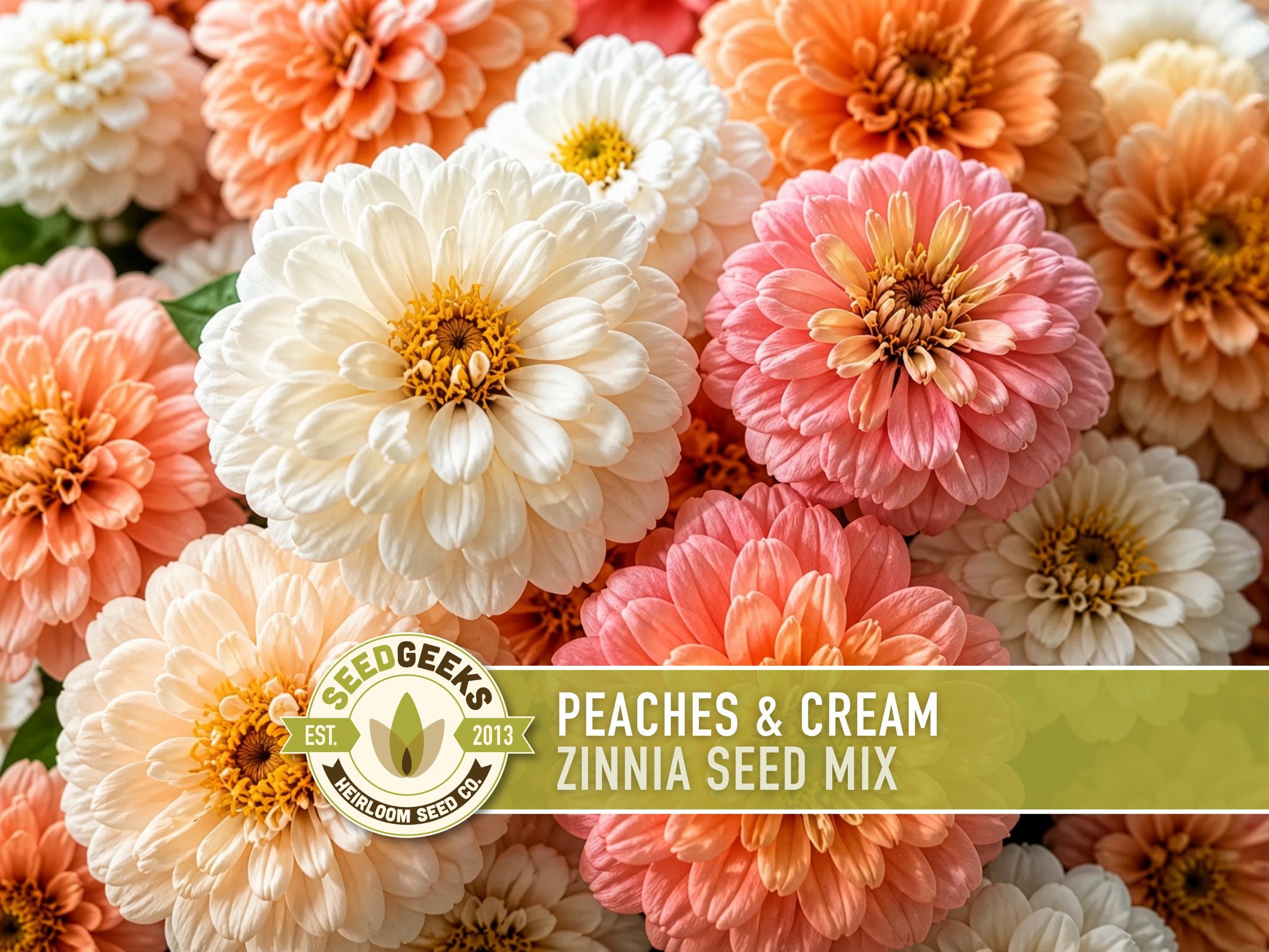 Peaches & Cream Zinnia Seed Mix | 100+ Seeds, Salmon, Peach and White Flowers | Zinnia elegans