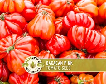 Oaxacan Pink Tomato Seeds – Heirloom, High Yield, Open Pollinated