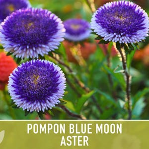Blue Moon Aster Seeds | 30+ Seeds, Heirloom Pompon, Vibrant Cut Flowers | Callistephus chinensis image 7