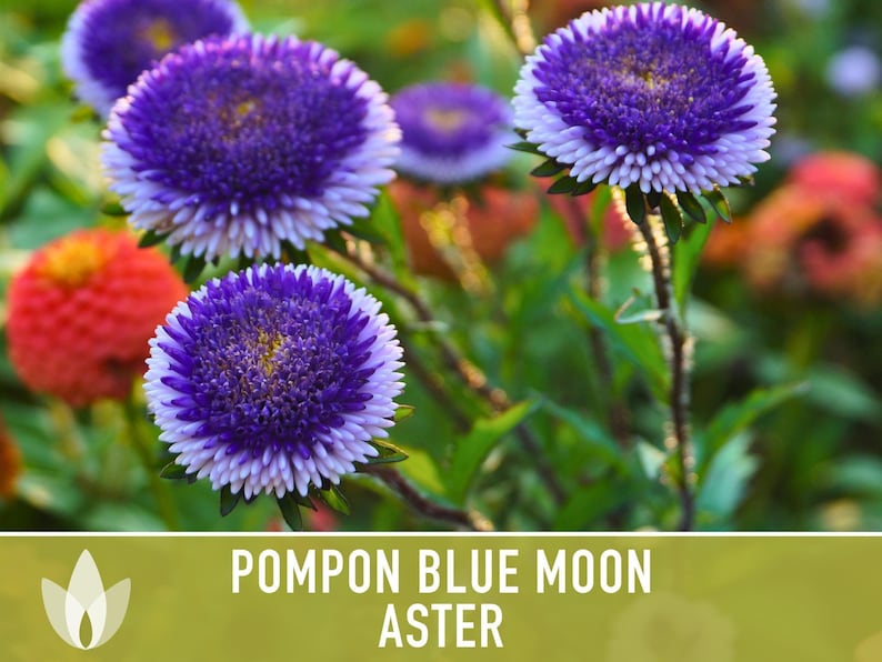 Blue Moon Aster Seeds | 30+ Seeds, Heirloom Pompon, Vibrant Cut Flowers | Callistephus chinensis image 7