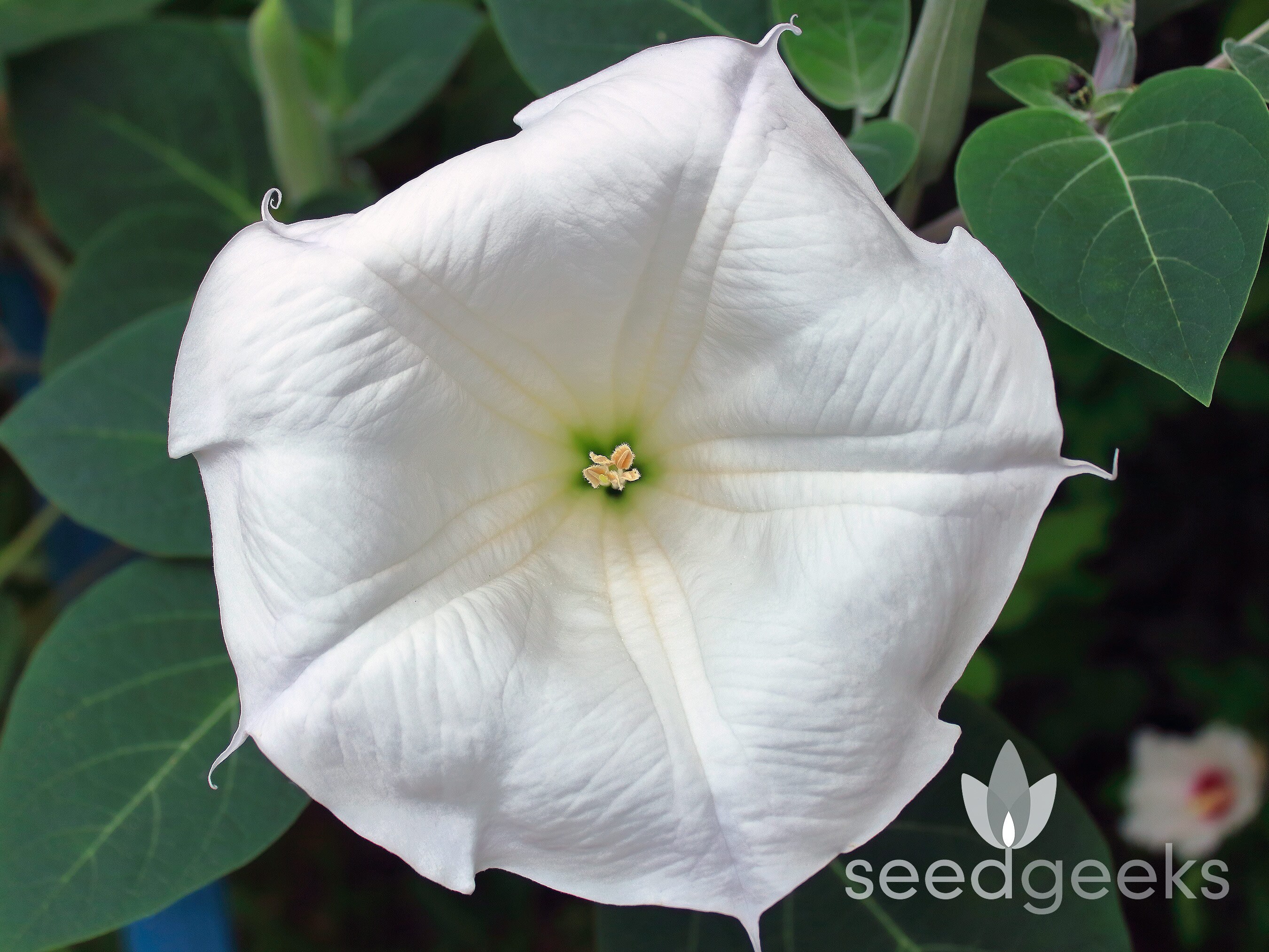 Moonflower Manchester Ct - wrtnmsc