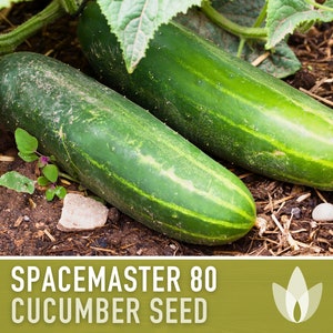 Spacemaster 80 Bush Cucumber Heirloom Seeds