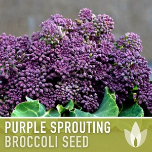 Purple Sprouting Broccoli Seeds Heirloom, Organic, Non-GMO image 1