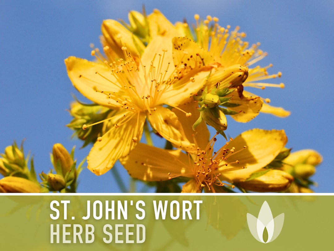 St. John's Wort Herb Seeds Heriloom Seeds, Medicinal Herb, Pollinator