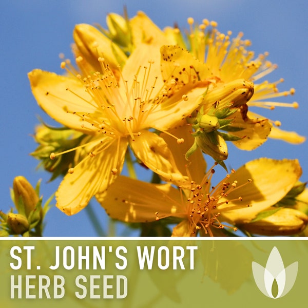 St. John's Wort Herb Seeds - Heriloom Seeds, Medicinal Herb, Pollinator Garden, Herbal Remedy, Open Pollinated, Non-GMO