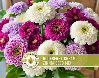 Blueberry Cream Zinnia Seeds | 100+ Seeds, Heirloom Flower Mix, Butterfly Garden, Bouquets