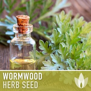 Wormwood Organic Medicinal Herb Seeds - Artemisia Absinthium, Heirloom, Non-GMO immagine 11