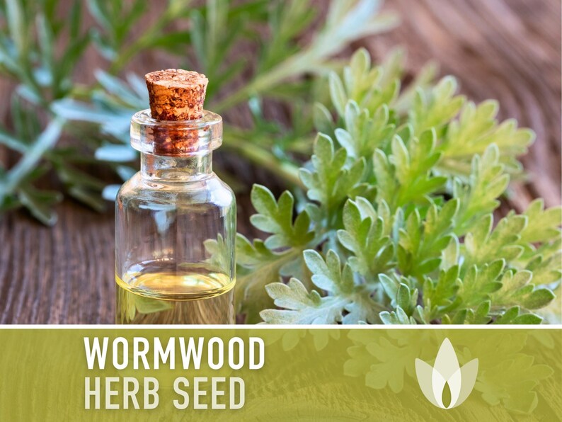 Wormwood Organic Medicinal Herb Seeds - Artemisia Absinthium, Heirloom, Non-GMO immagine 11