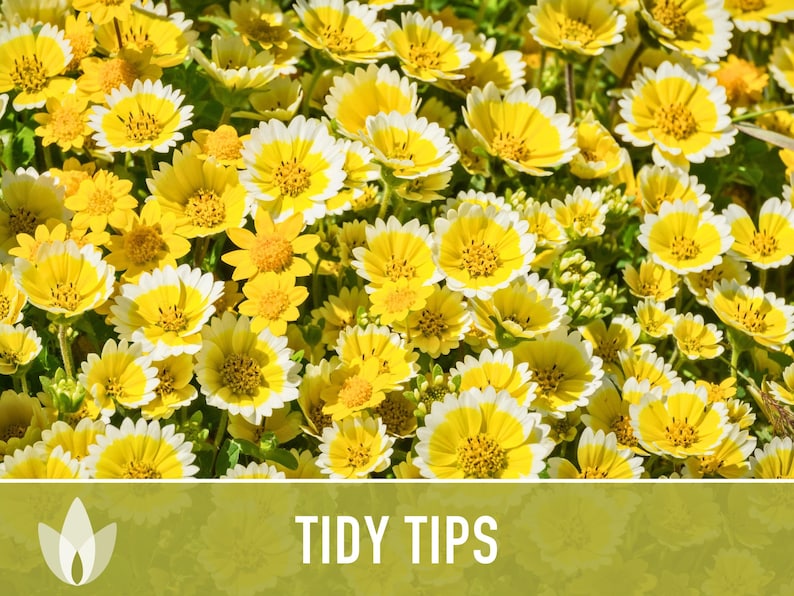 Tidy Tips Tidy Tips Flower Seeds – Heirloom Southwest Native Yellow Daisy - Etsy