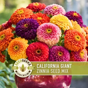 California Giant Zinnia Seed Mix | 100+ Seeds, Heirloom Flowers, Butterfly Garden, Zinnia elegans image 1