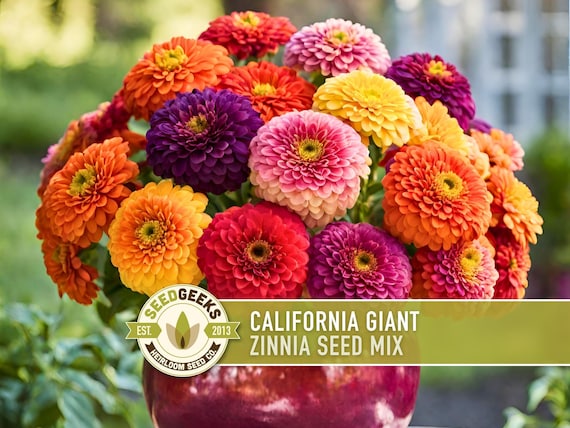 California Giant Zinnia Seed Mix | 100+ Seeds, Heirloom Flowers, Butterfly Garden, Zinnia elegans