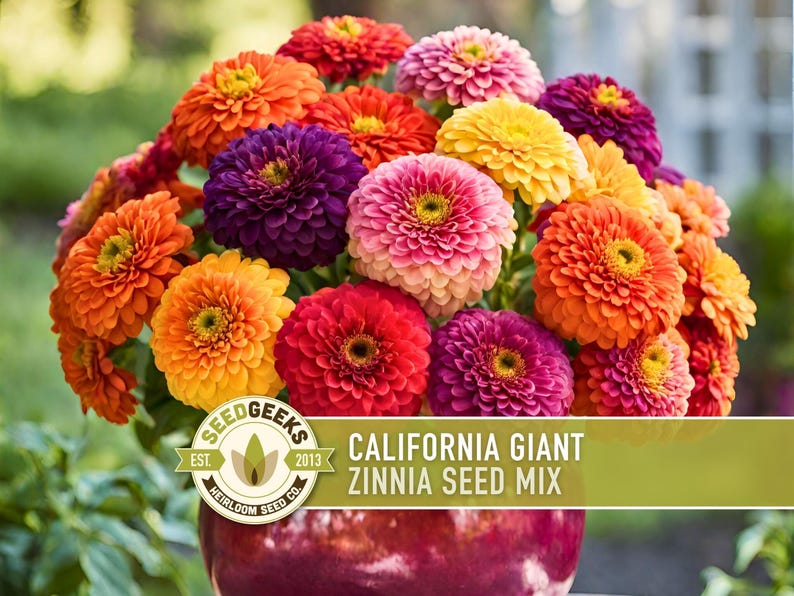 California Giant Zinnia Seed Mix | 100+ Seeds, Heirloom Flowers, Butterfly Garden, Zinnia elegans image 1