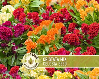 Celosia Cristata Flower Seeds, Cockscomb, Dried Bouquets - 50 Heirloom Seeds
