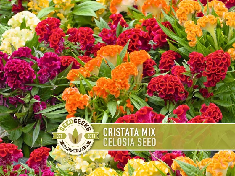 Celosia Cristata Flower Seeds, Cockscomb, Dried Bouquets - 50 Heirloom ...