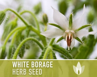 White Borage Seeds - Heirloom Seeds, Edible Flower Seeds, Medicinal Herb Seeds, Culinary Herb Seeds, Open Pollinated, Non-GMO