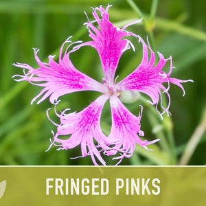 Fringed Pinks Dianthus Seeds – Fragrant Heirloom Flower, Pollinator Garden image 7