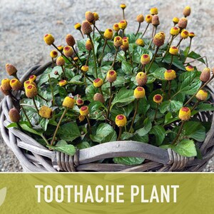 Toothache Plant Seeds | 50+ Seeds, Heirloom Medicinal Herb, Electric Daisy, Spilanthes Oleracea image 5