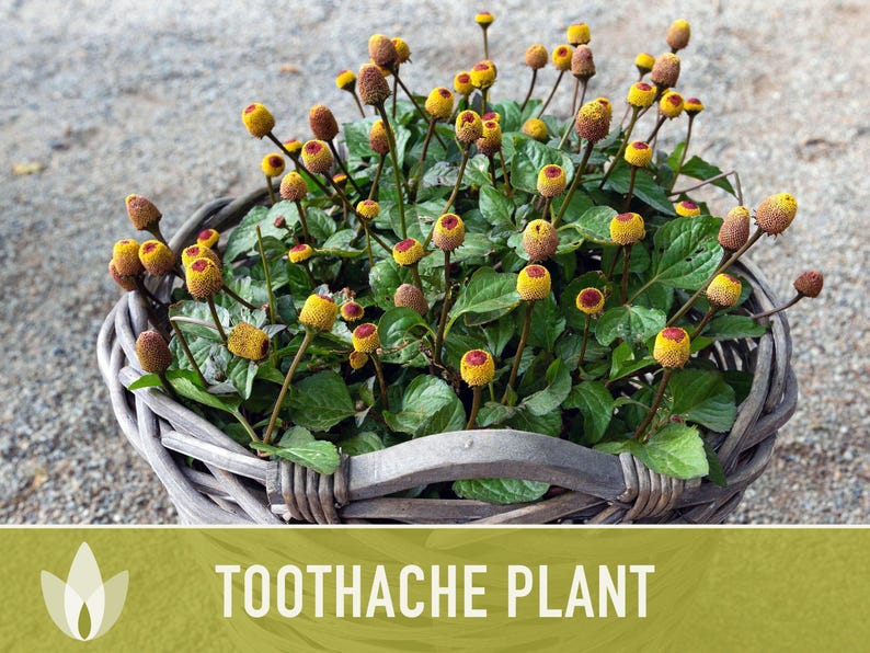 Toothache Plant Seeds | 50+ Seeds, Heirloom Medicinal Herb, Electric Daisy, Spilanthes Oleracea image 5