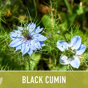 Black Cumin Herb Seeds – Nigella Sativa, Culinary & Medicinal image 7