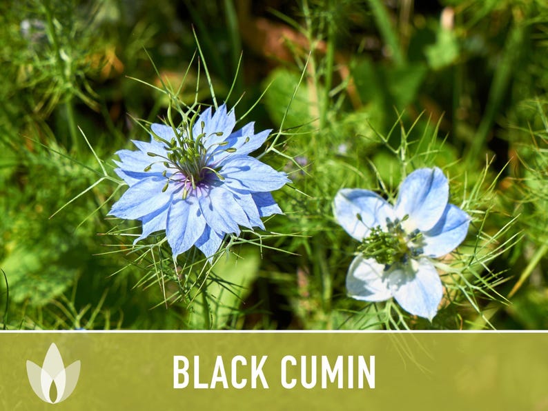 Black Cumin Herb Seeds – Nigella Sativa, Culinary & Medicinal image 7