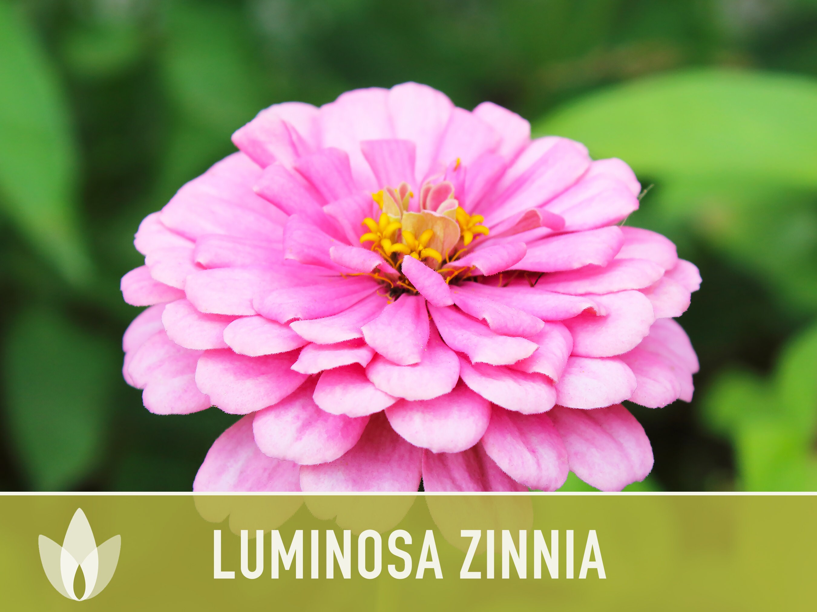 Bulk Zinnia Seeds - Luminosa | Bulk Wildflowers
