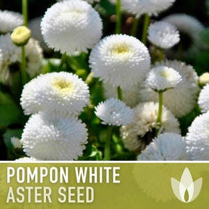 Aster, Pompon White Flower Seeds - Heirloom Seeds, China Aster, Pompon Flowers, Cut Flowers, Bee Friendly, Callistephus Seeds, Non-GMO
