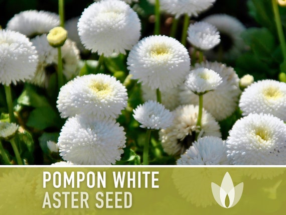 Pompon White Aster Flower Seeds, Heirloom China Aster, Bee Friendly
