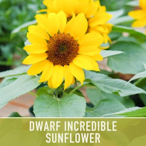 Dwarf Sunflower Seeds | 20+ Seeds, Heirloom Non-GMO, Yellow Blooms, Container Friendly, Helianthus annuus image 9